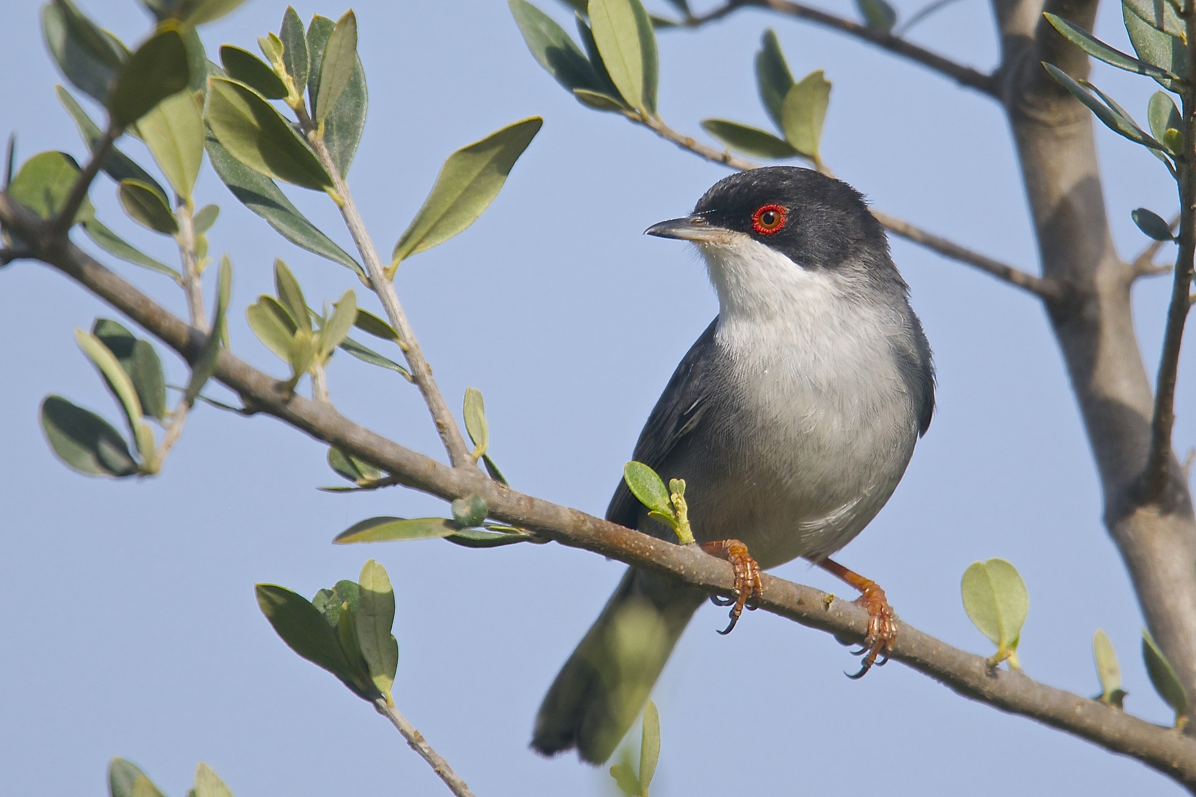 Occhiocotto (Sylvia melanocephala)