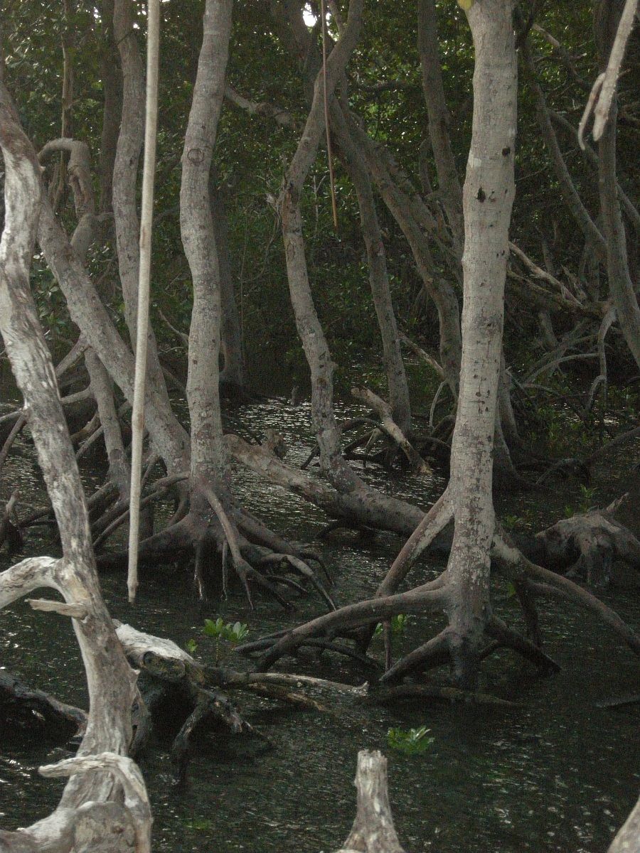 Mangroves