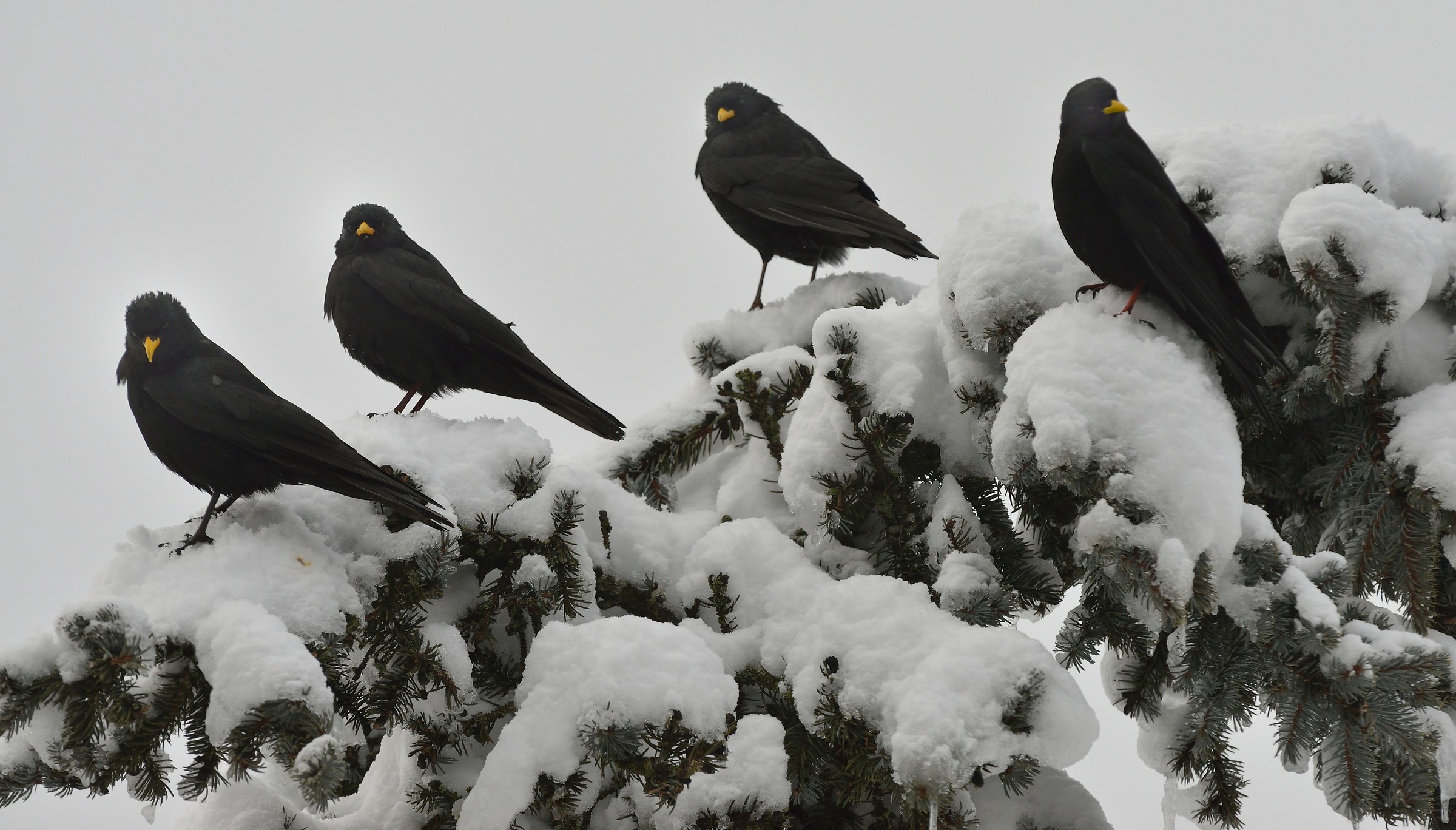 Gracchi fuori stagione...