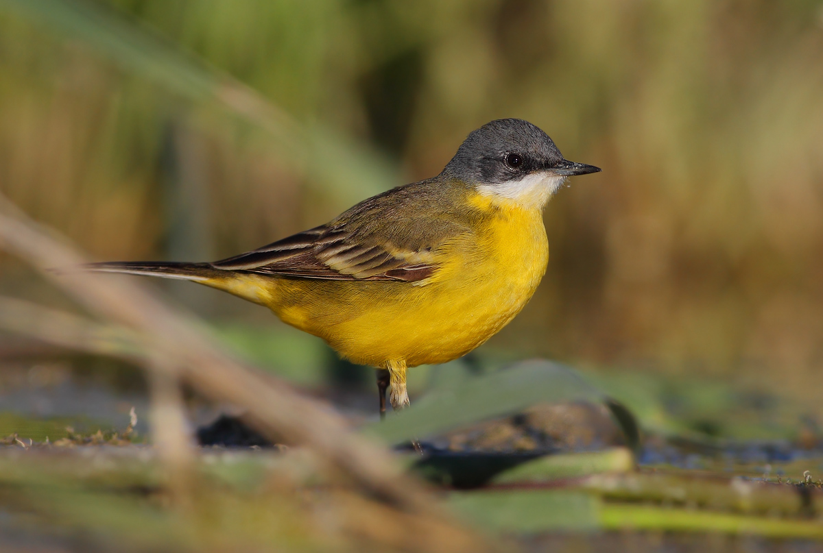 wagtail