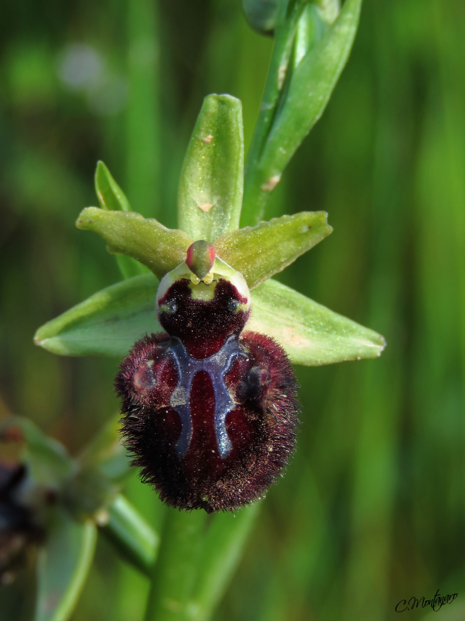 Ophrys passionis