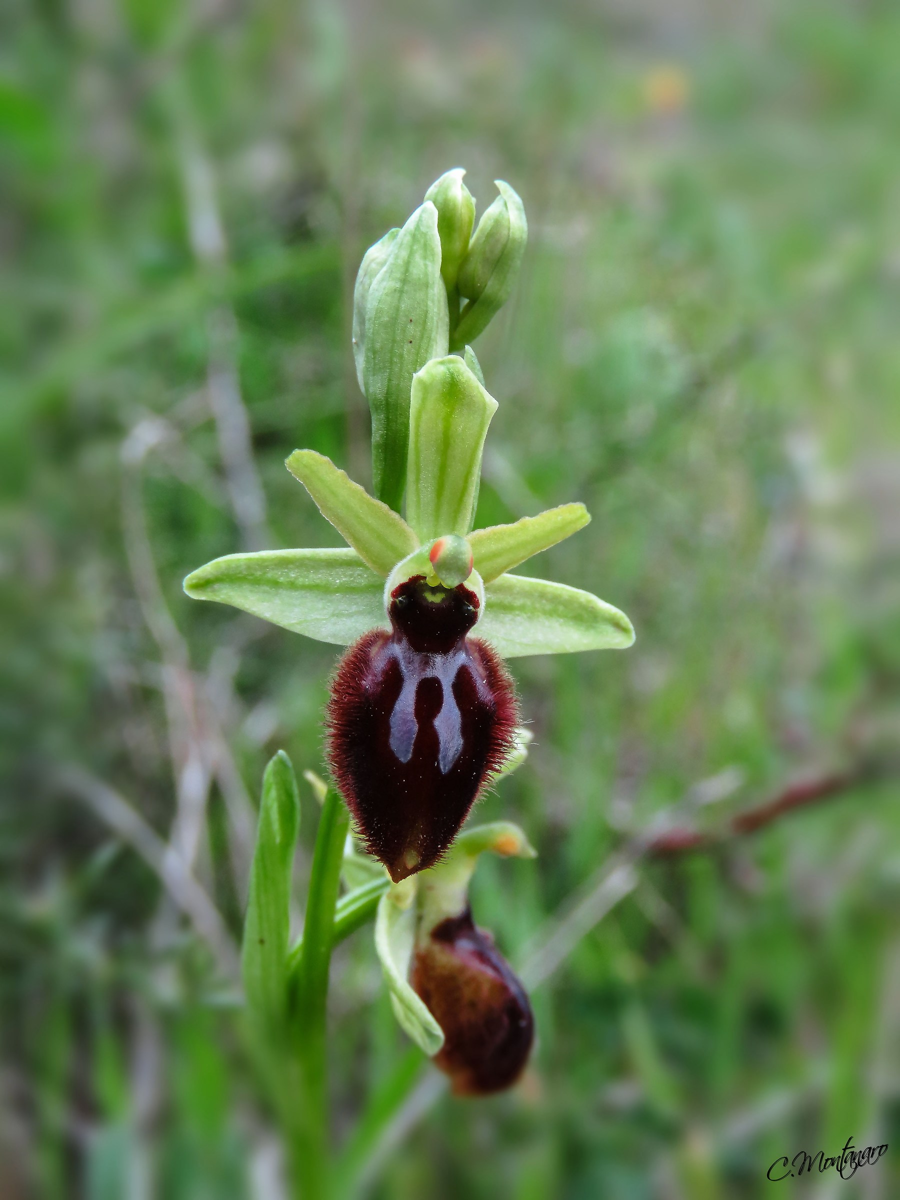 Ophrys passionis