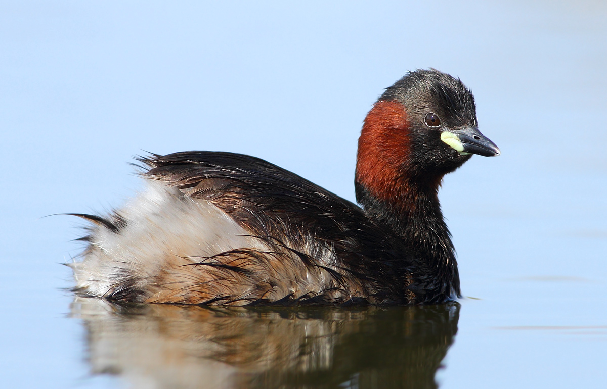 Little grebe
