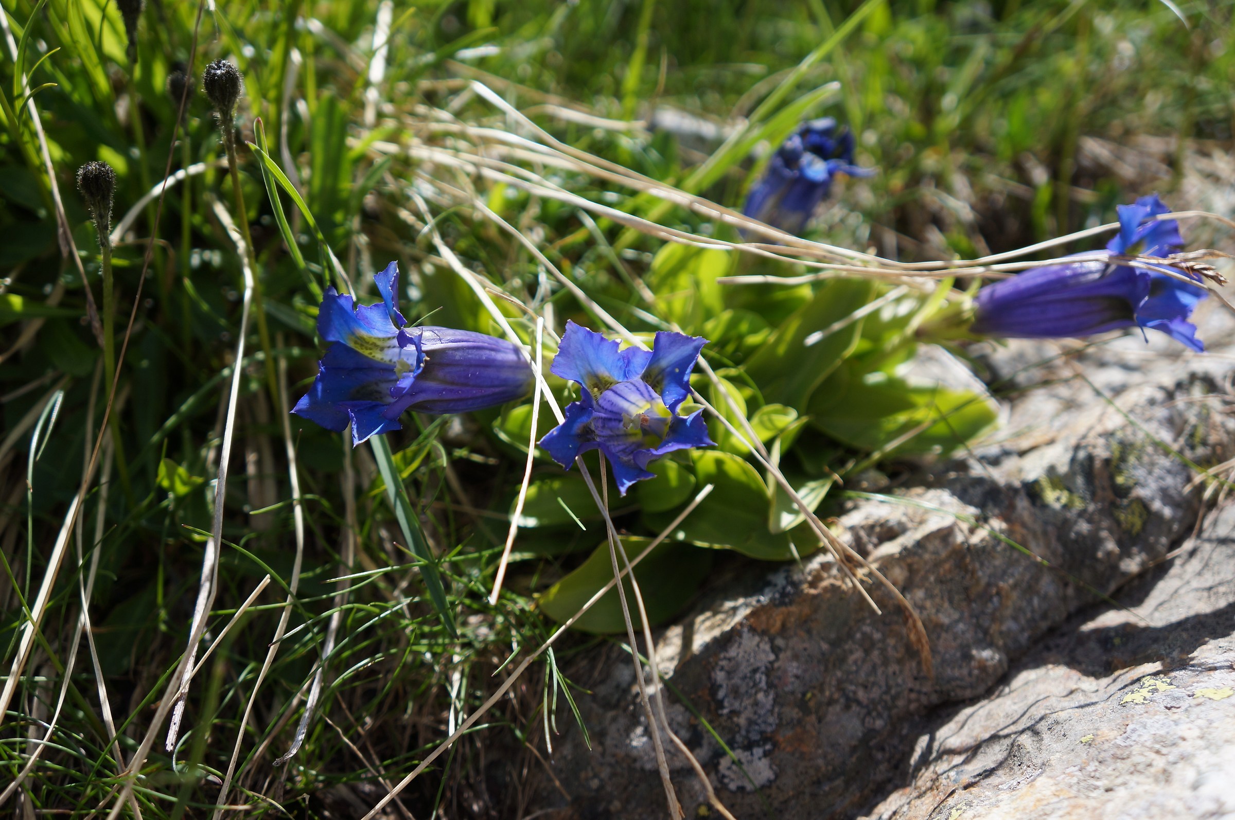 Gentian flowers