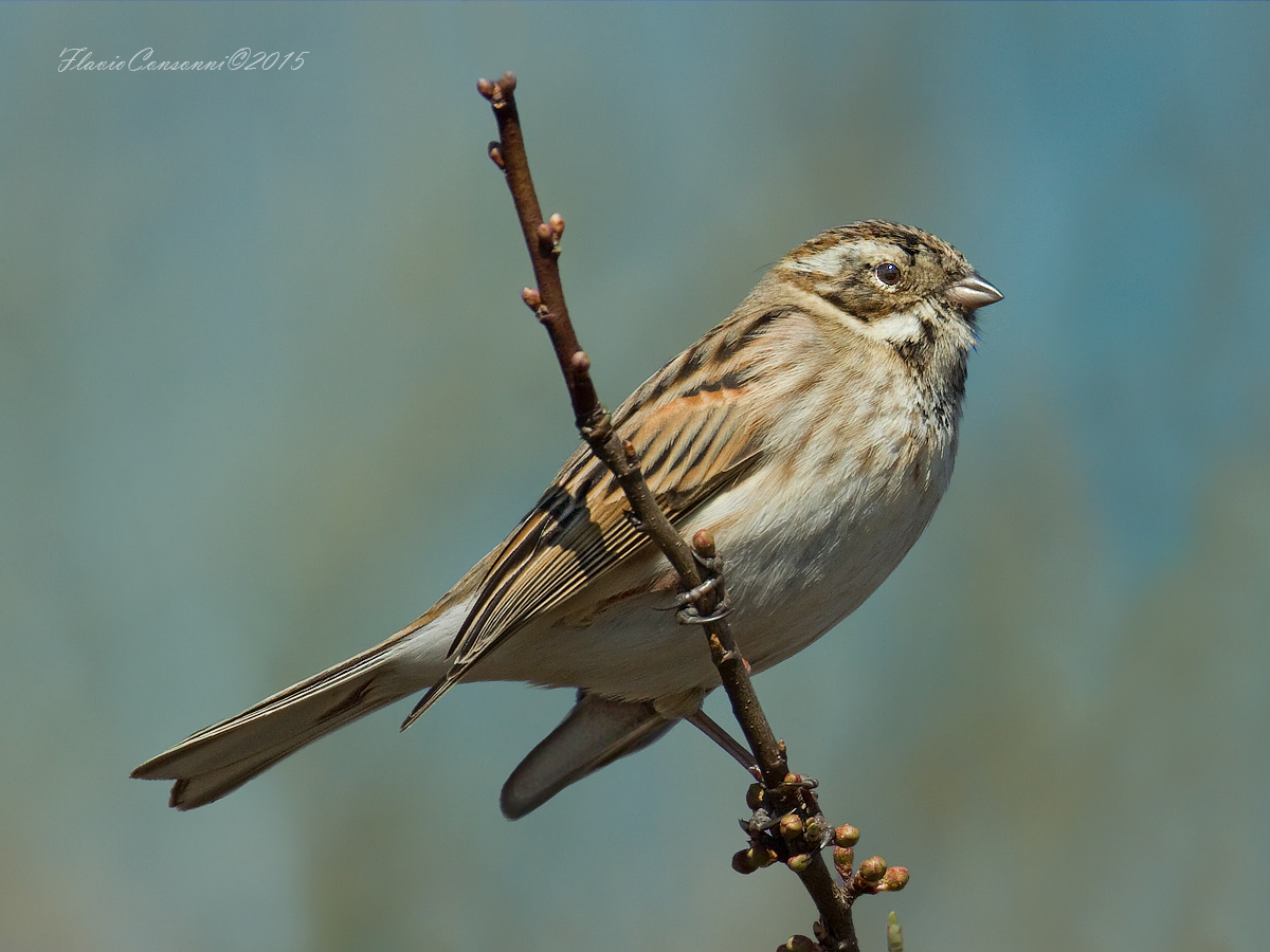 Migliarino di palude