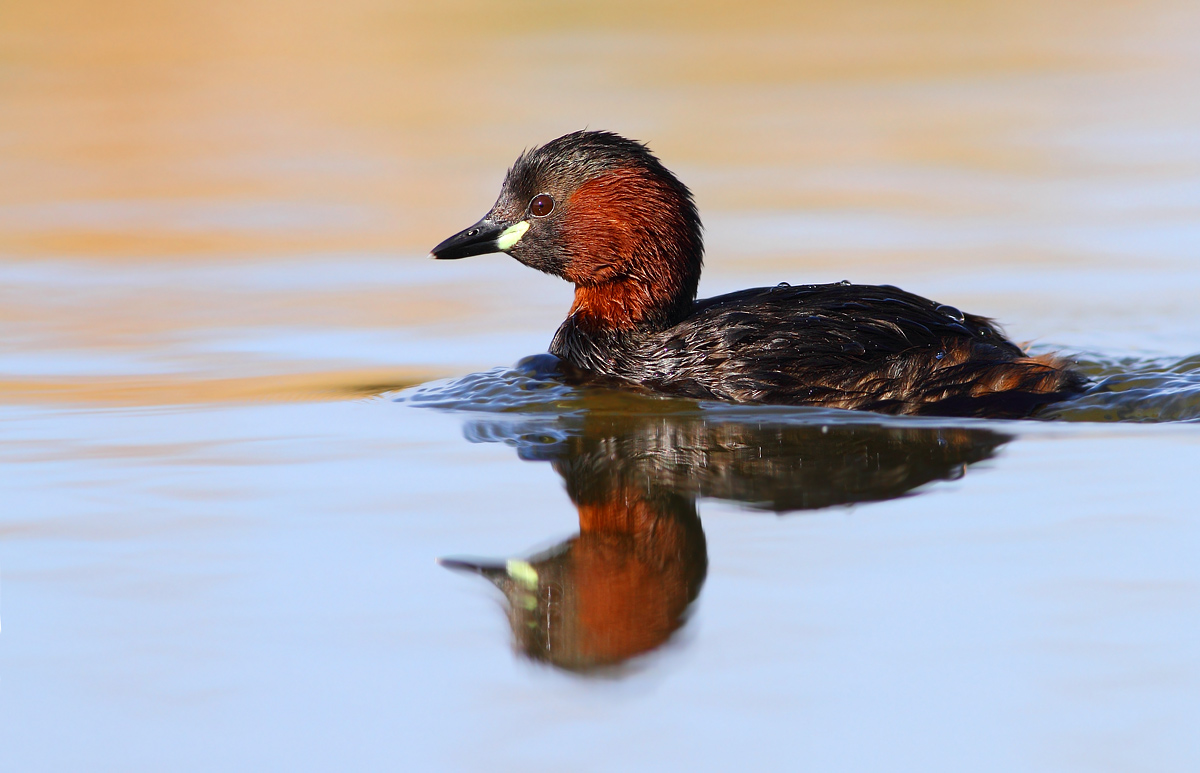 Little grebe