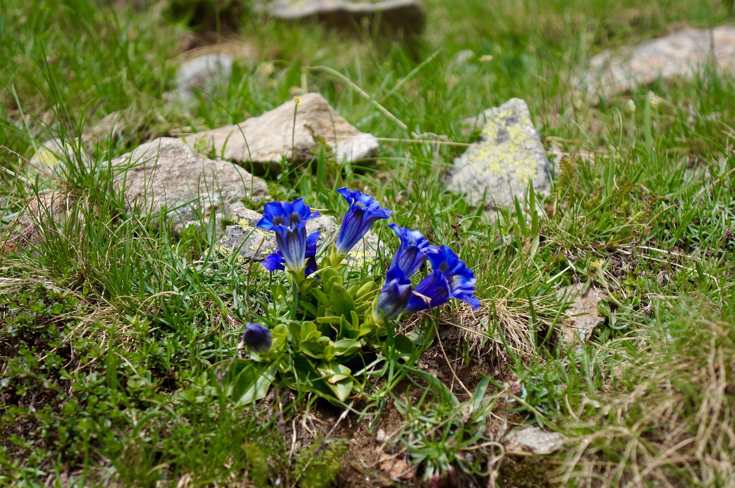 Fiori di Genziana