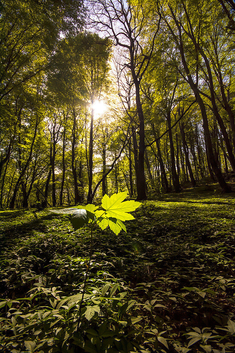 Light and colors in beech forest