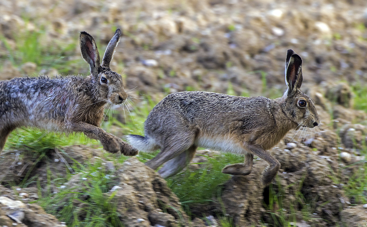two hares in courtship