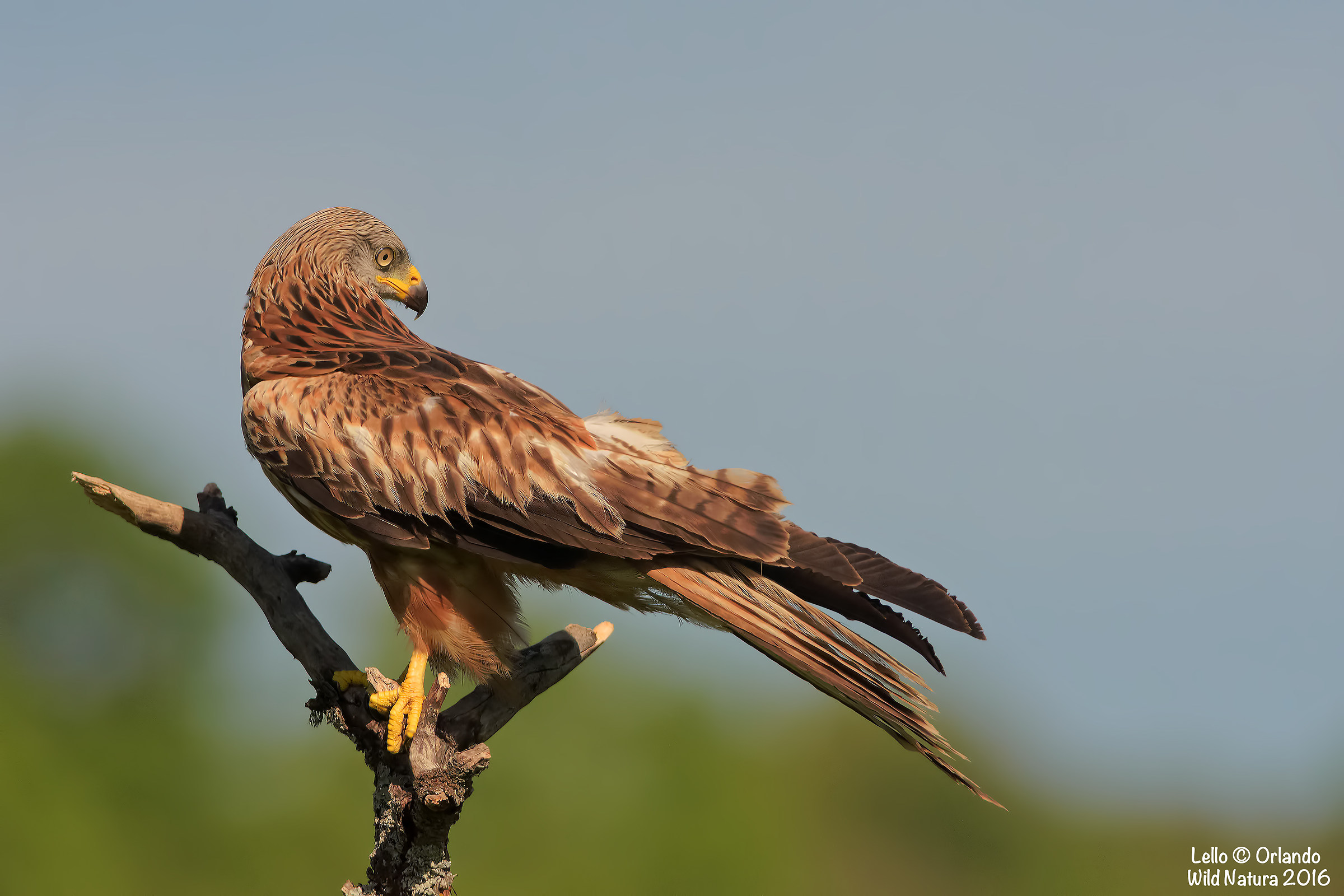 Nibbio Reale in Posa!!!