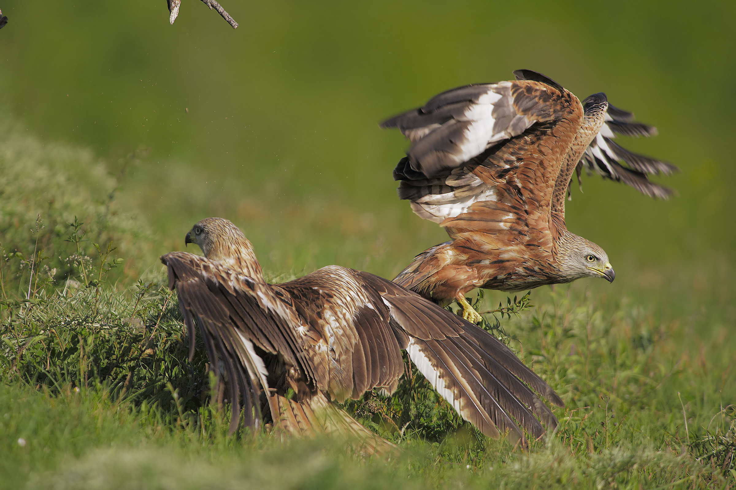Red kites