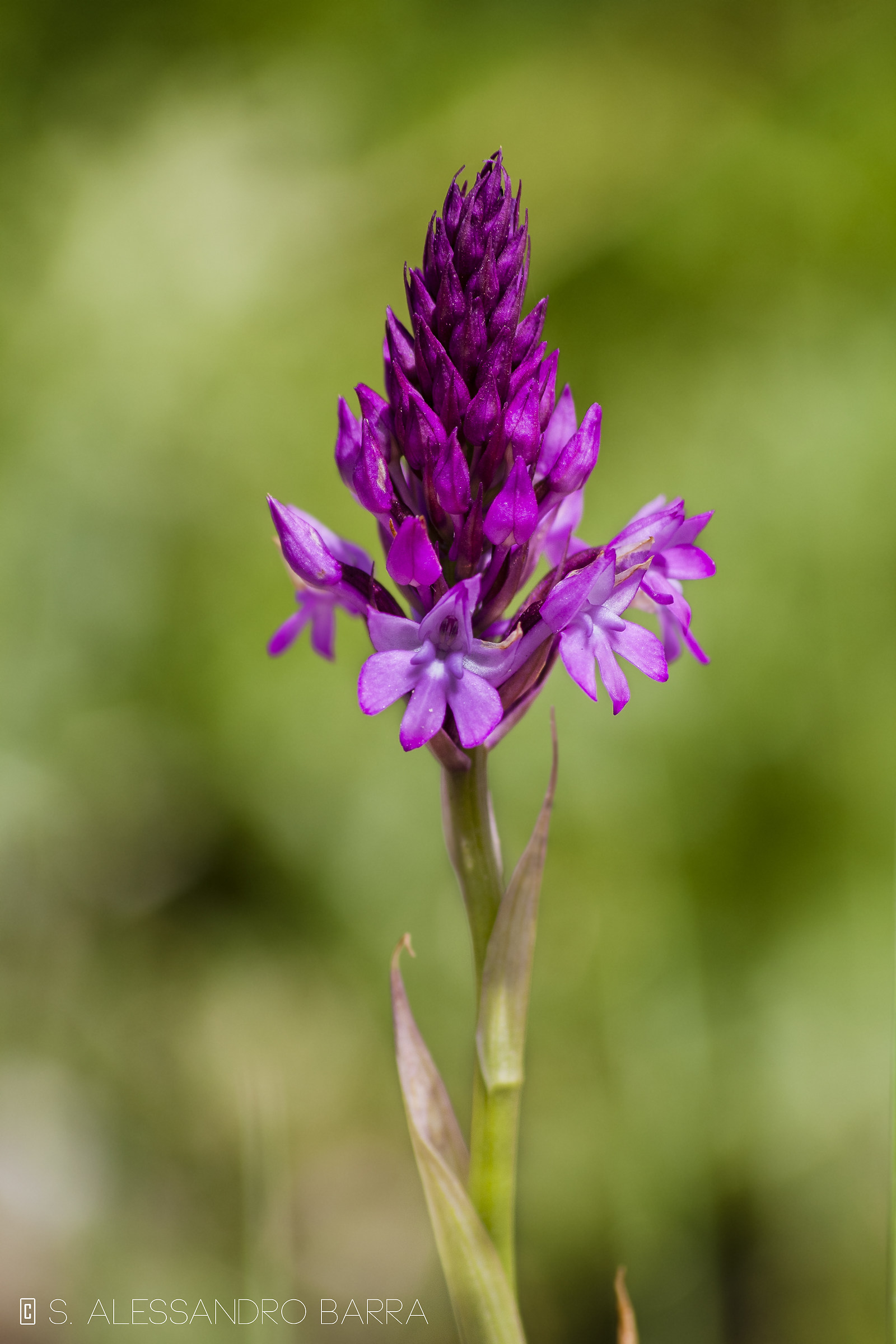 Orchidea piramidale (Anacamptis pyramidalis)