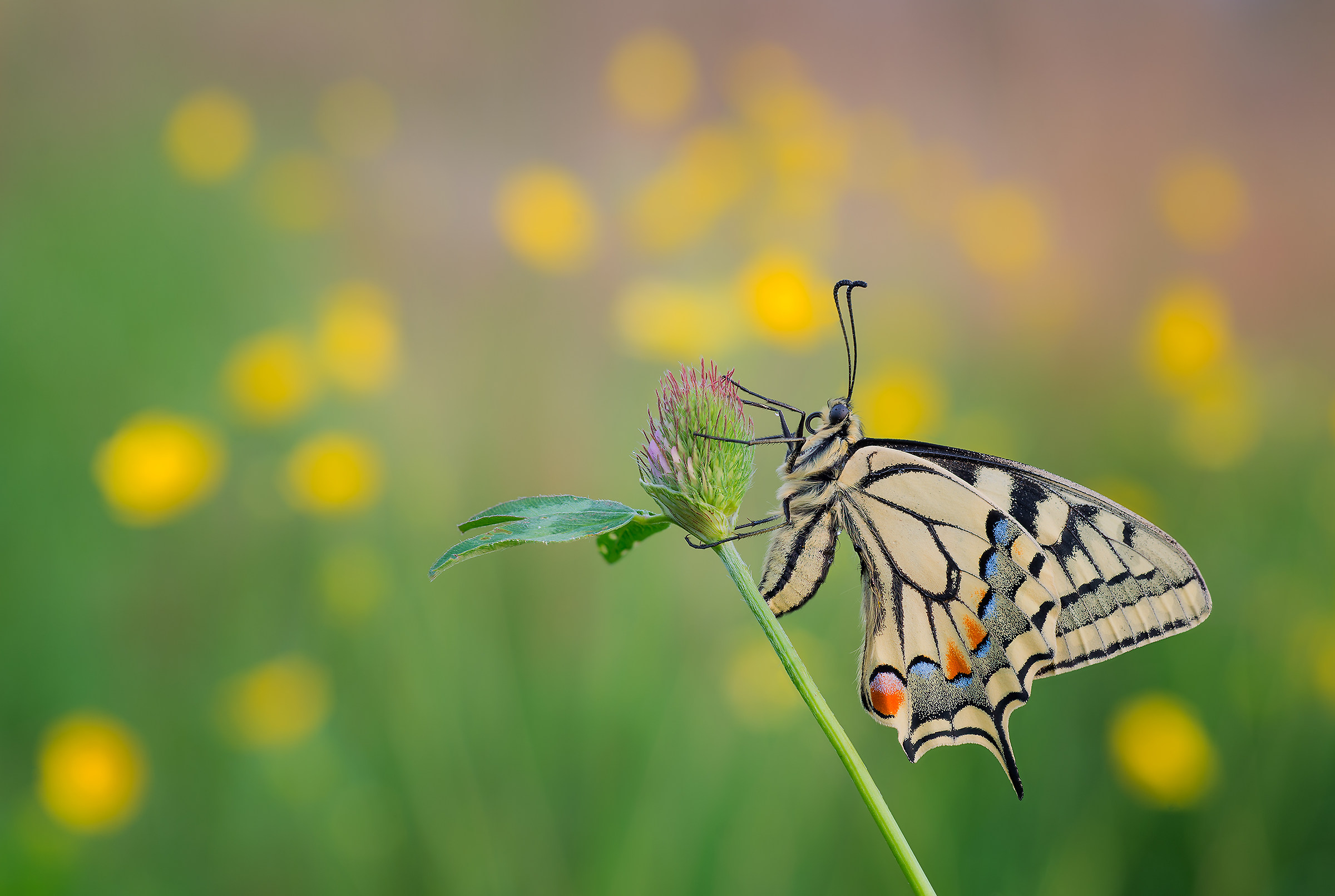 Machaon and fireflies