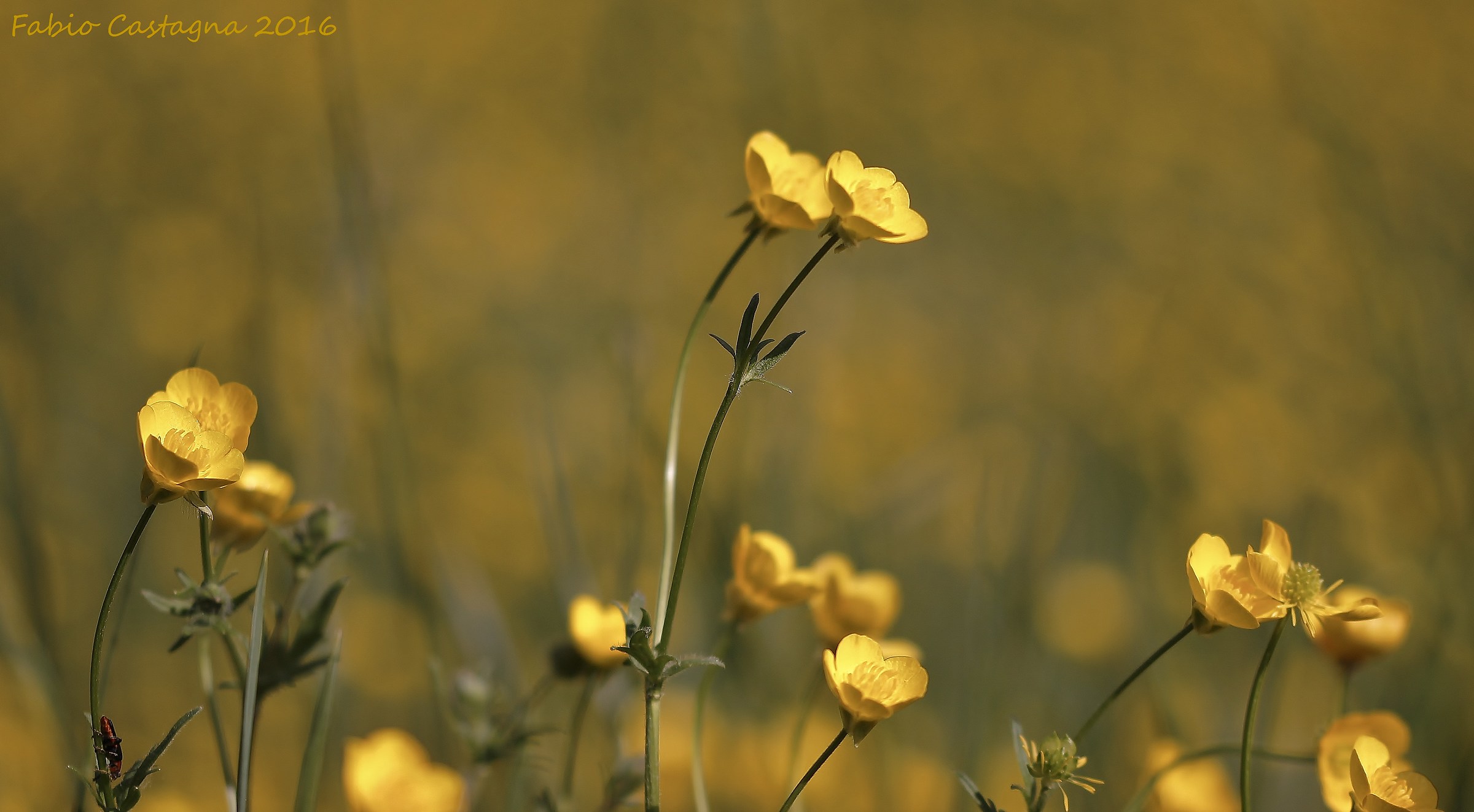 Tutto è giallo o quasi...