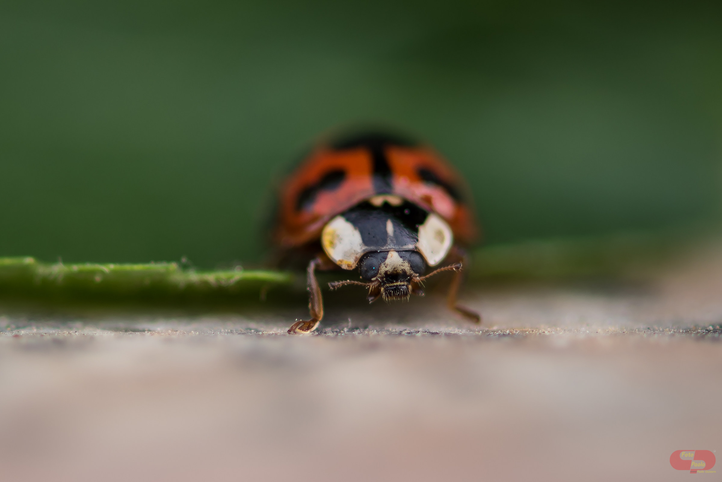 Ladybug, Nikon 105 tests