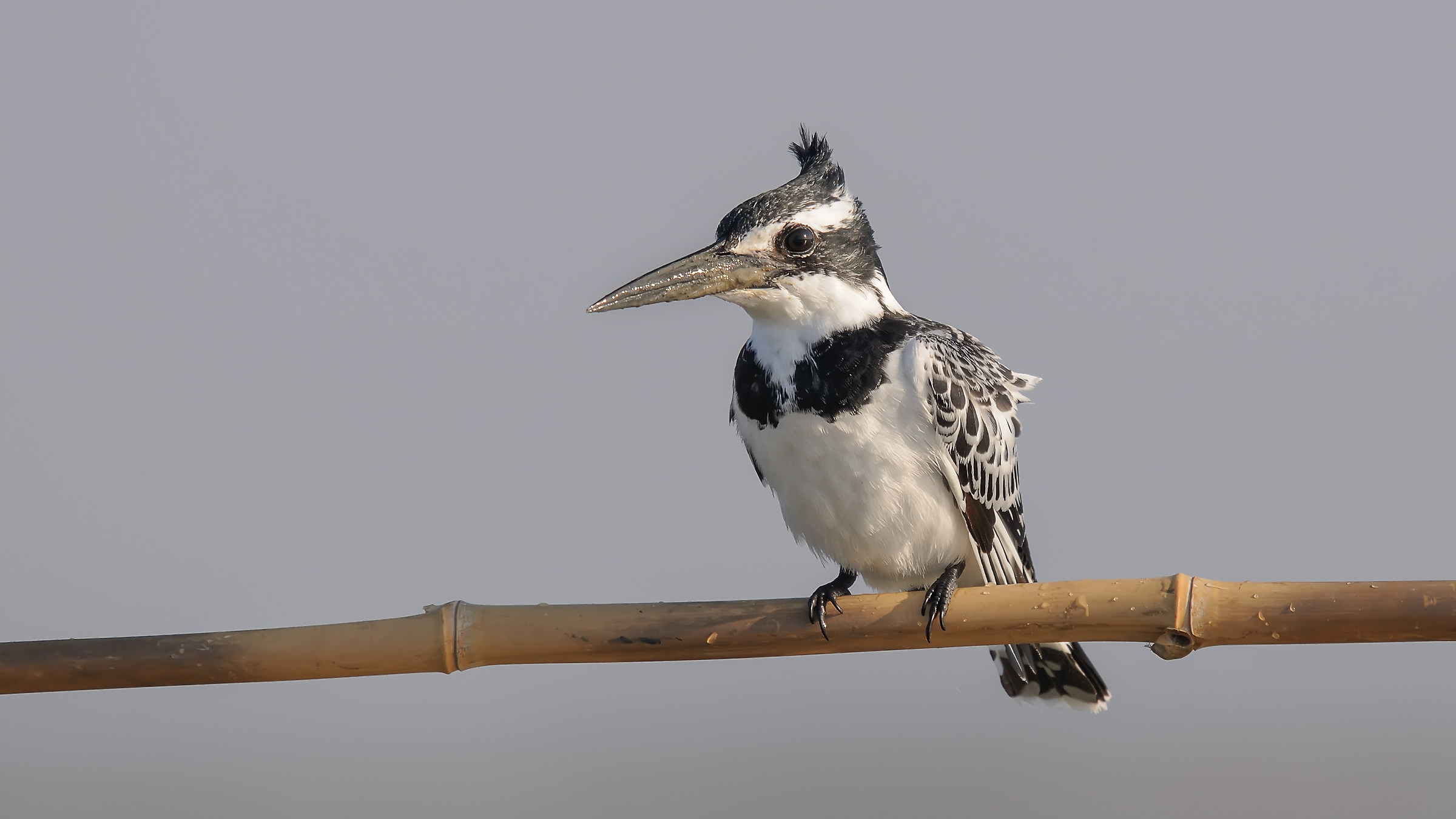 Pied Kingfisher / Ceryle rudis