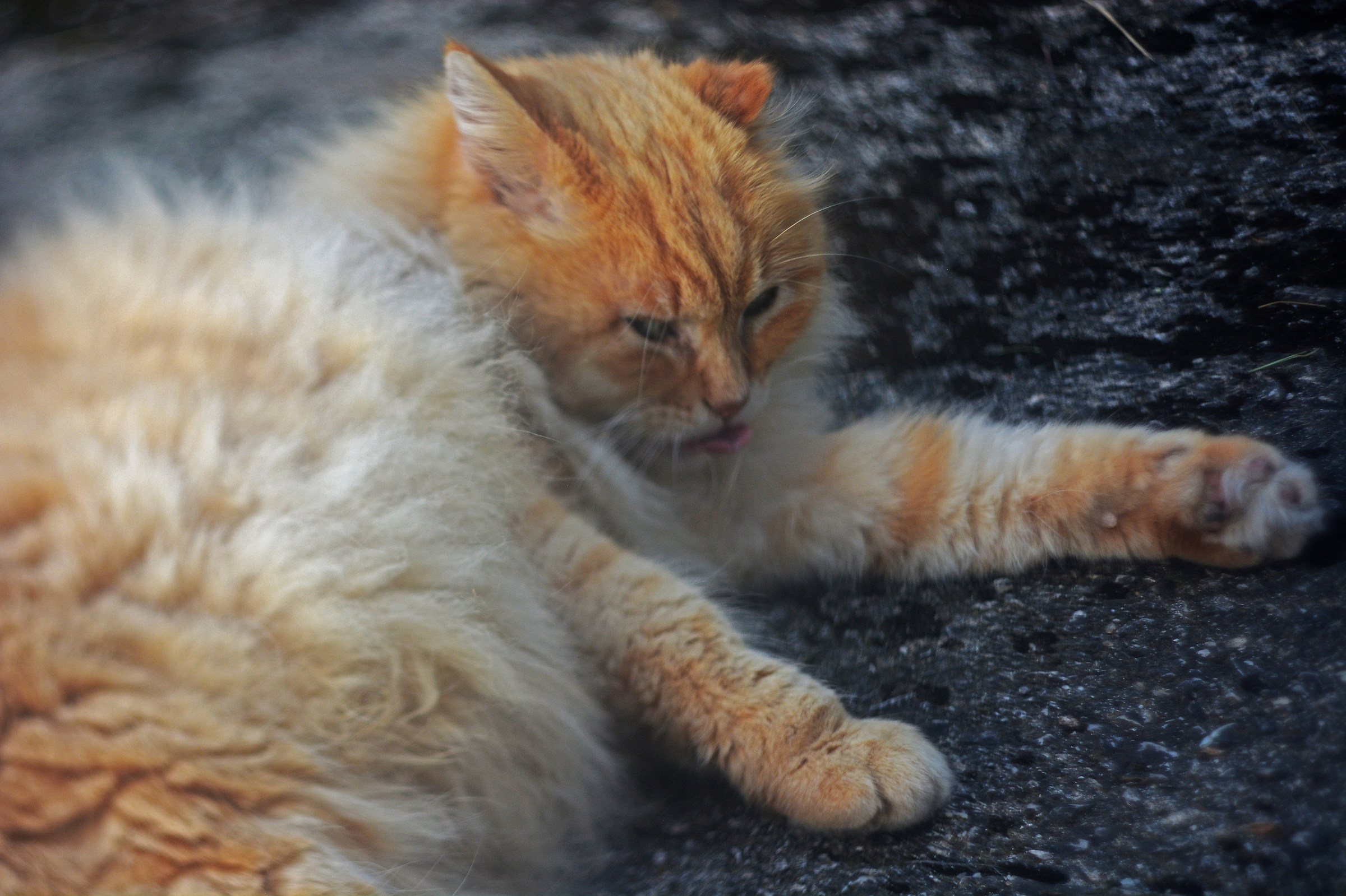 La "linguaccia" del felino..