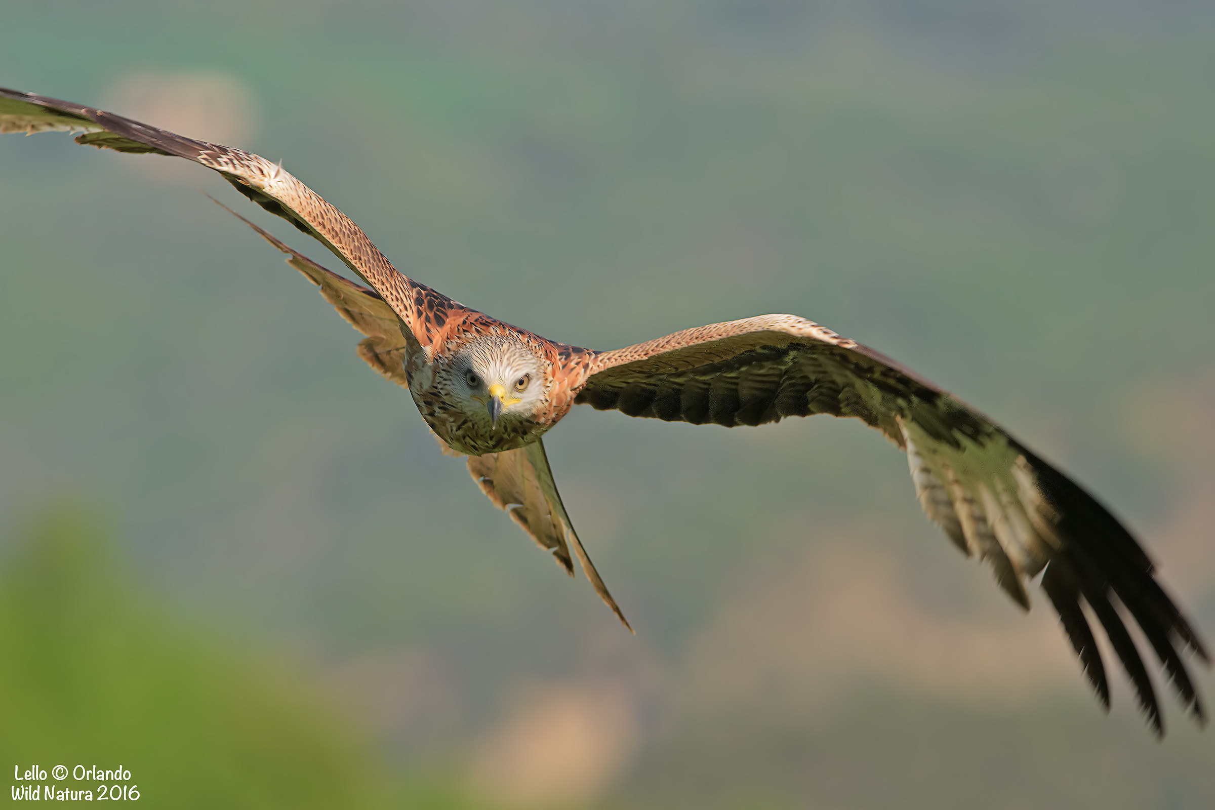 Nibbio Reale A Volo!!!