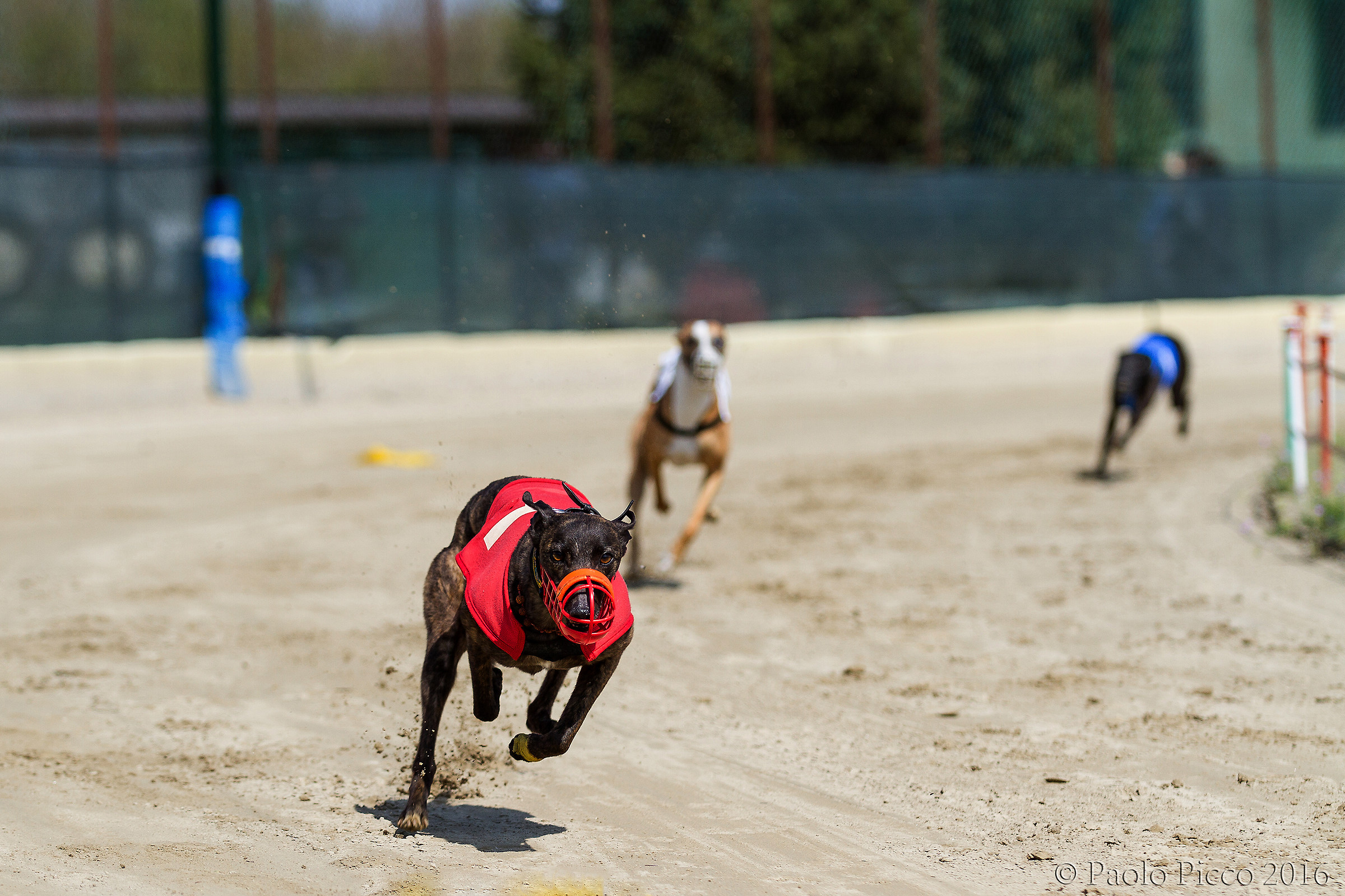 Greyhound Race