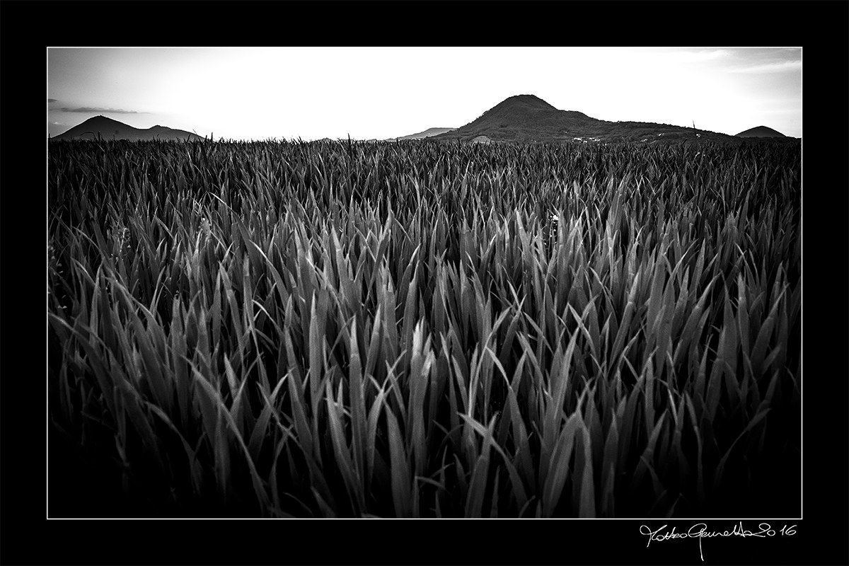 swallowed up by time