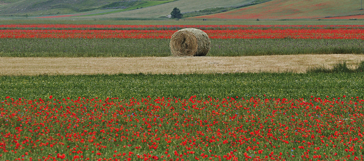 Rotoballe a Castelluccio