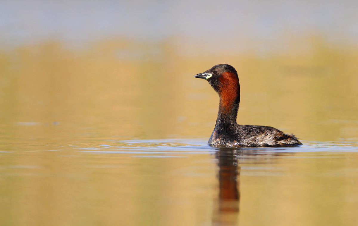 Little grebe