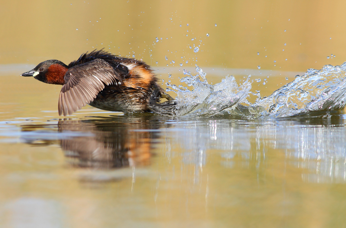 Little grebe