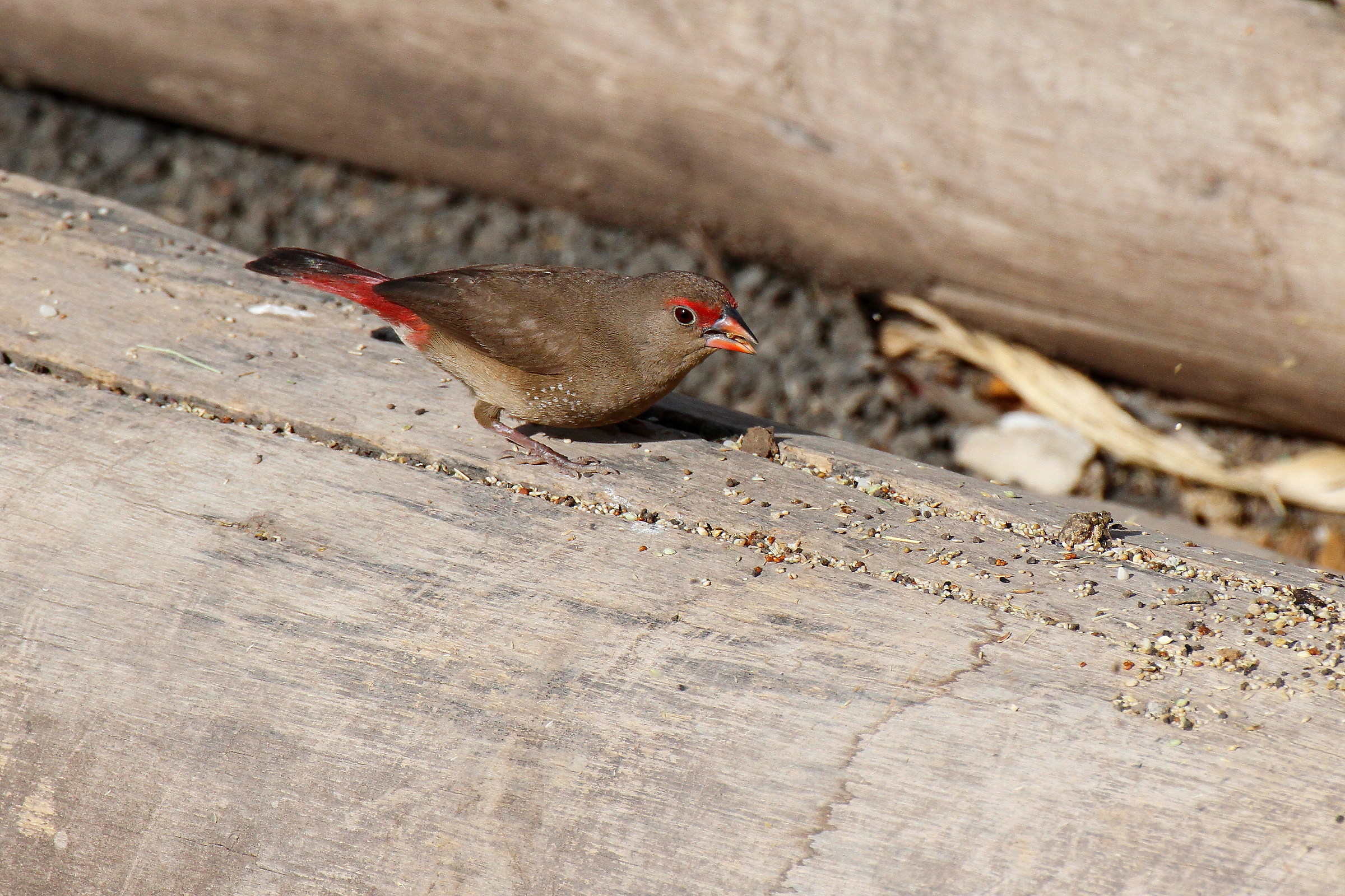 a chicco..due beans ....