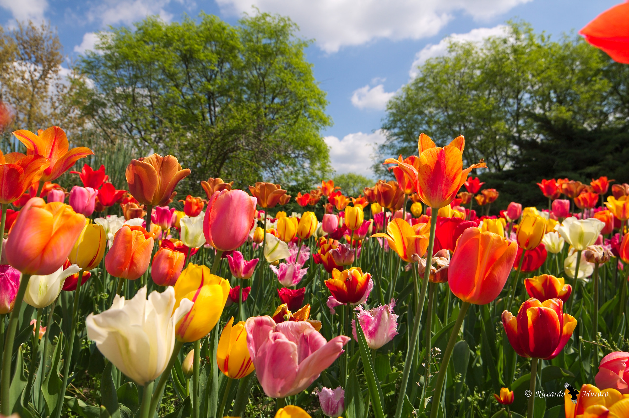 Tulipani al Sigurtà