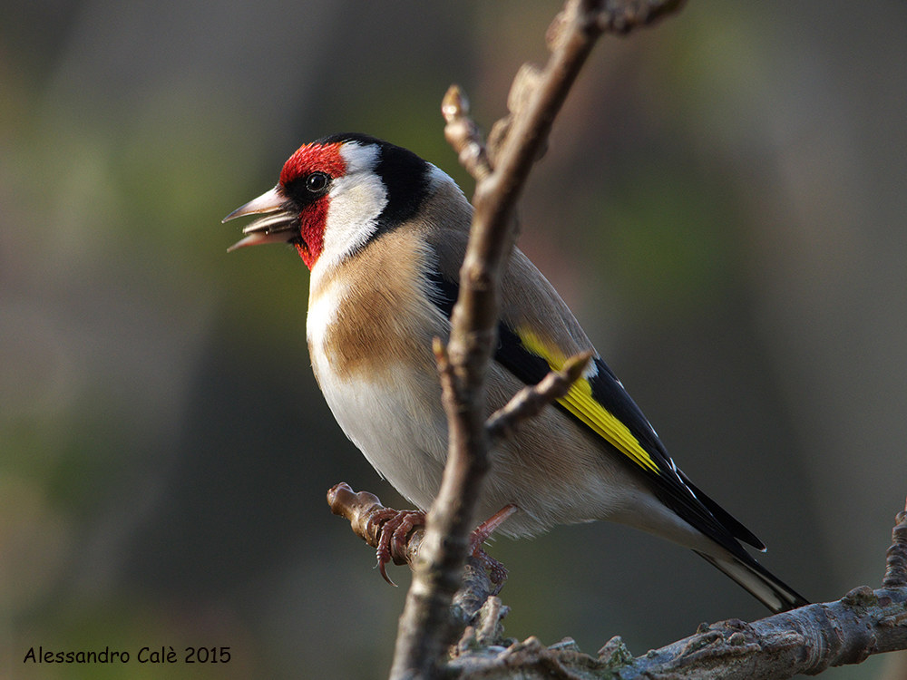 Carduelis carduelis (Cardellino) 7239