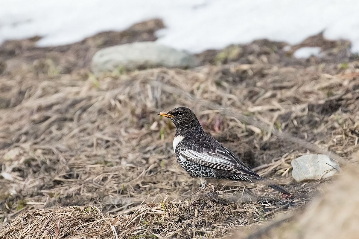 Blackbird by the male collar