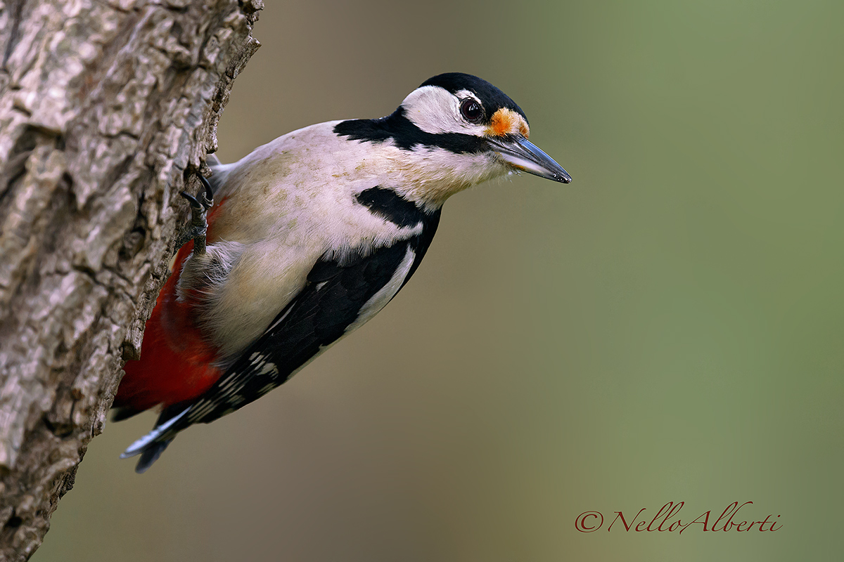 great spotted woodpecker