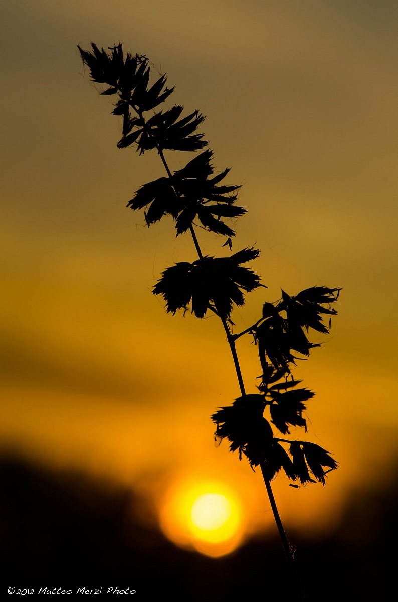 Sunset on a twig