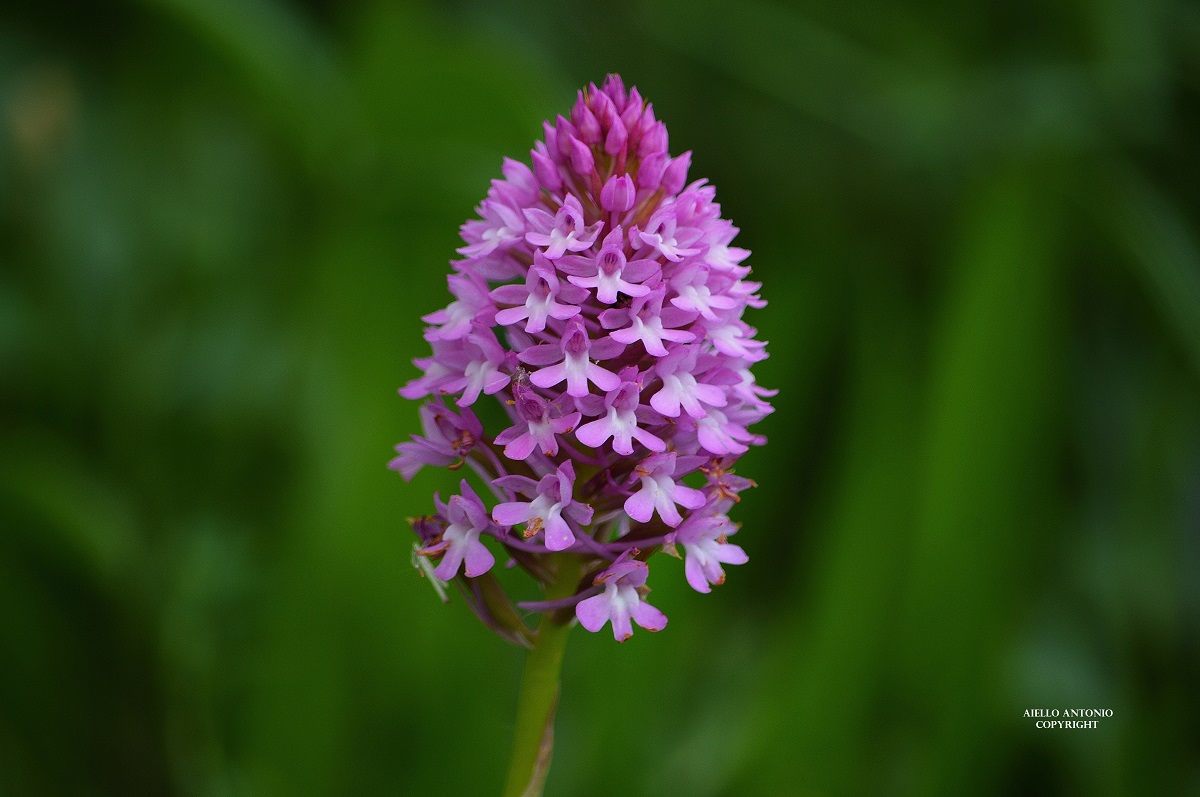 Anacamptis pyramidalis