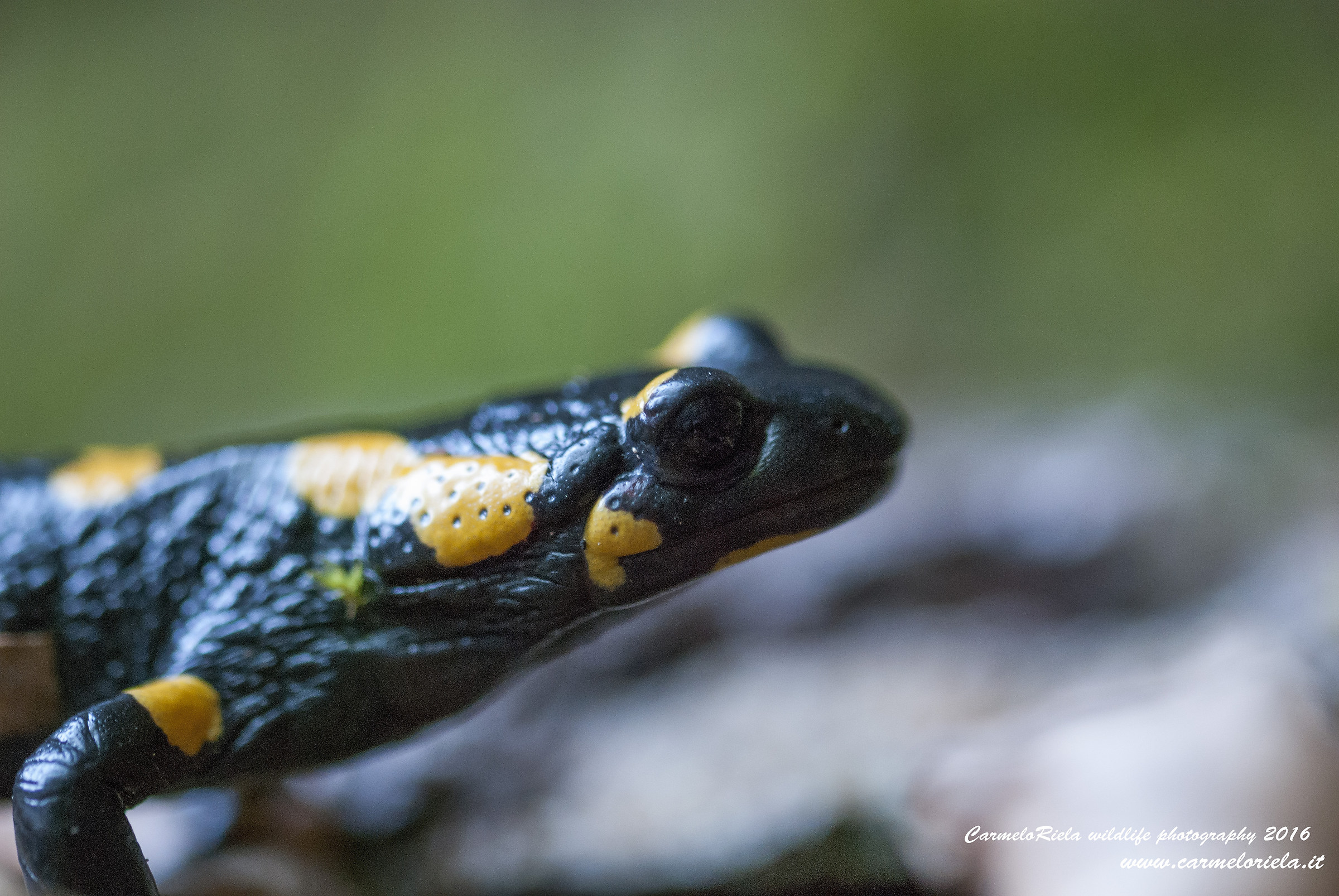 Spotted salamander, first floor.