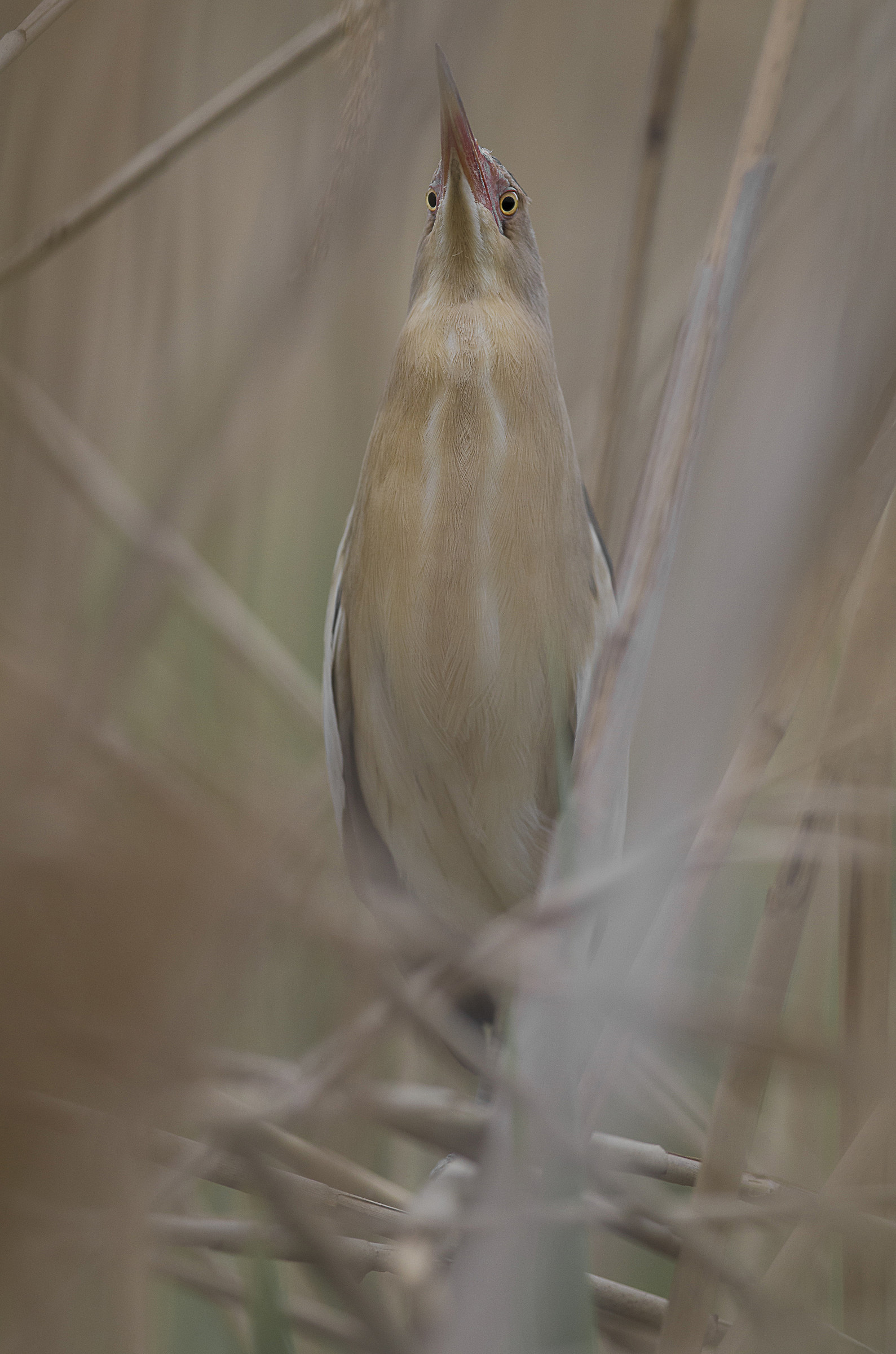 ...Occhi tra le canne...