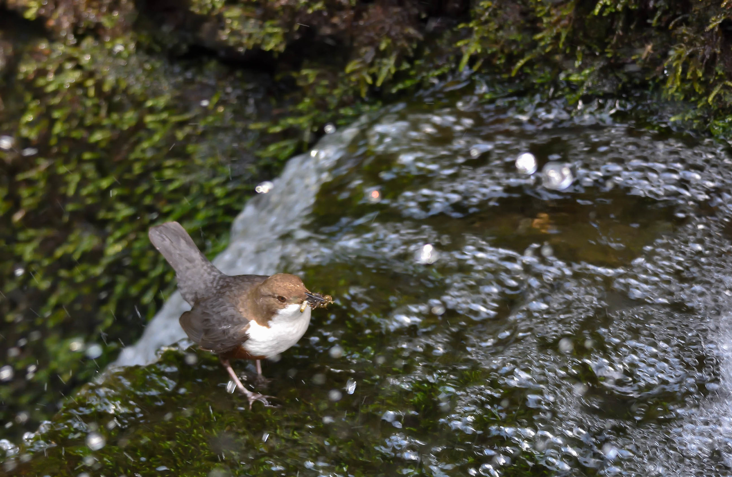 Dipper 1