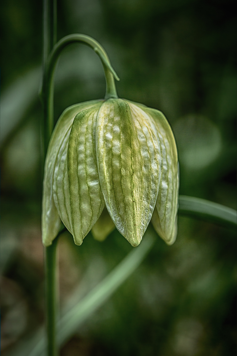 Snake's head fritillary