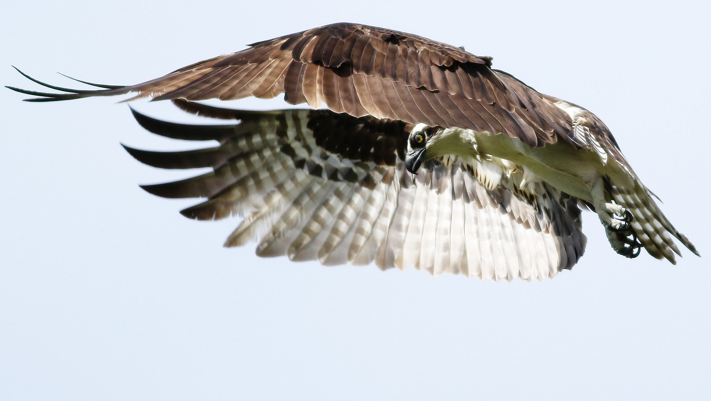 Osprey Huddle