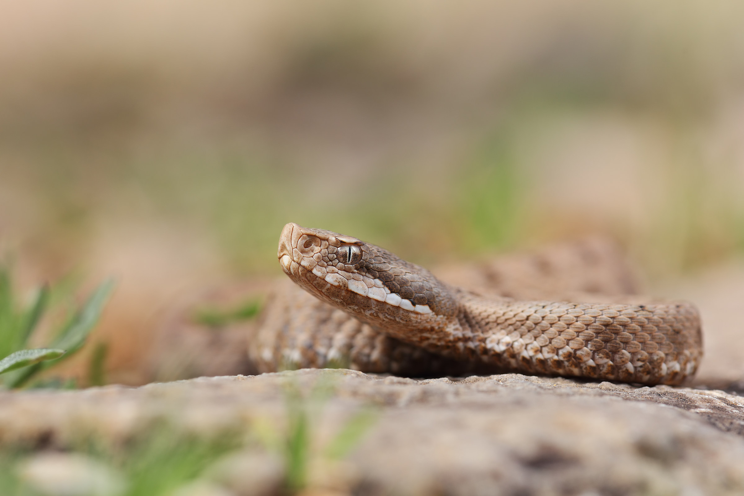 Vipera comune