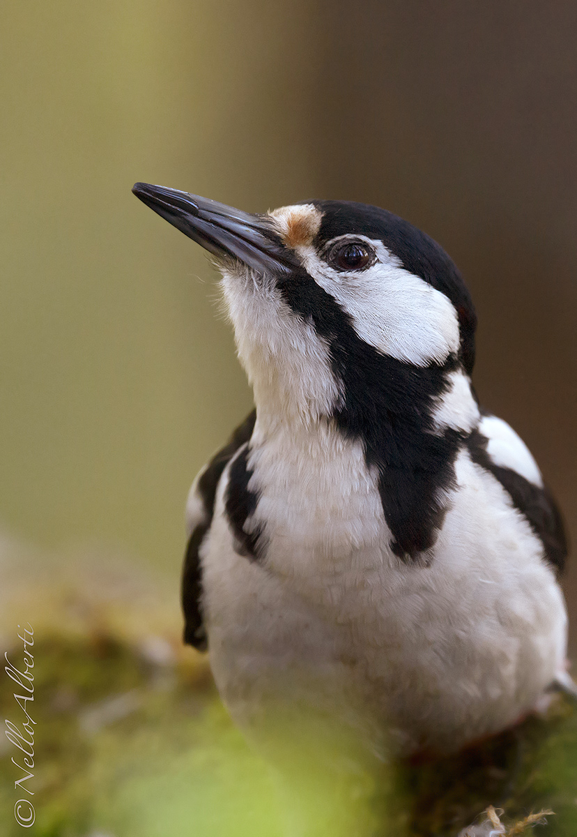 Great Spotted Woodpecker, closeup