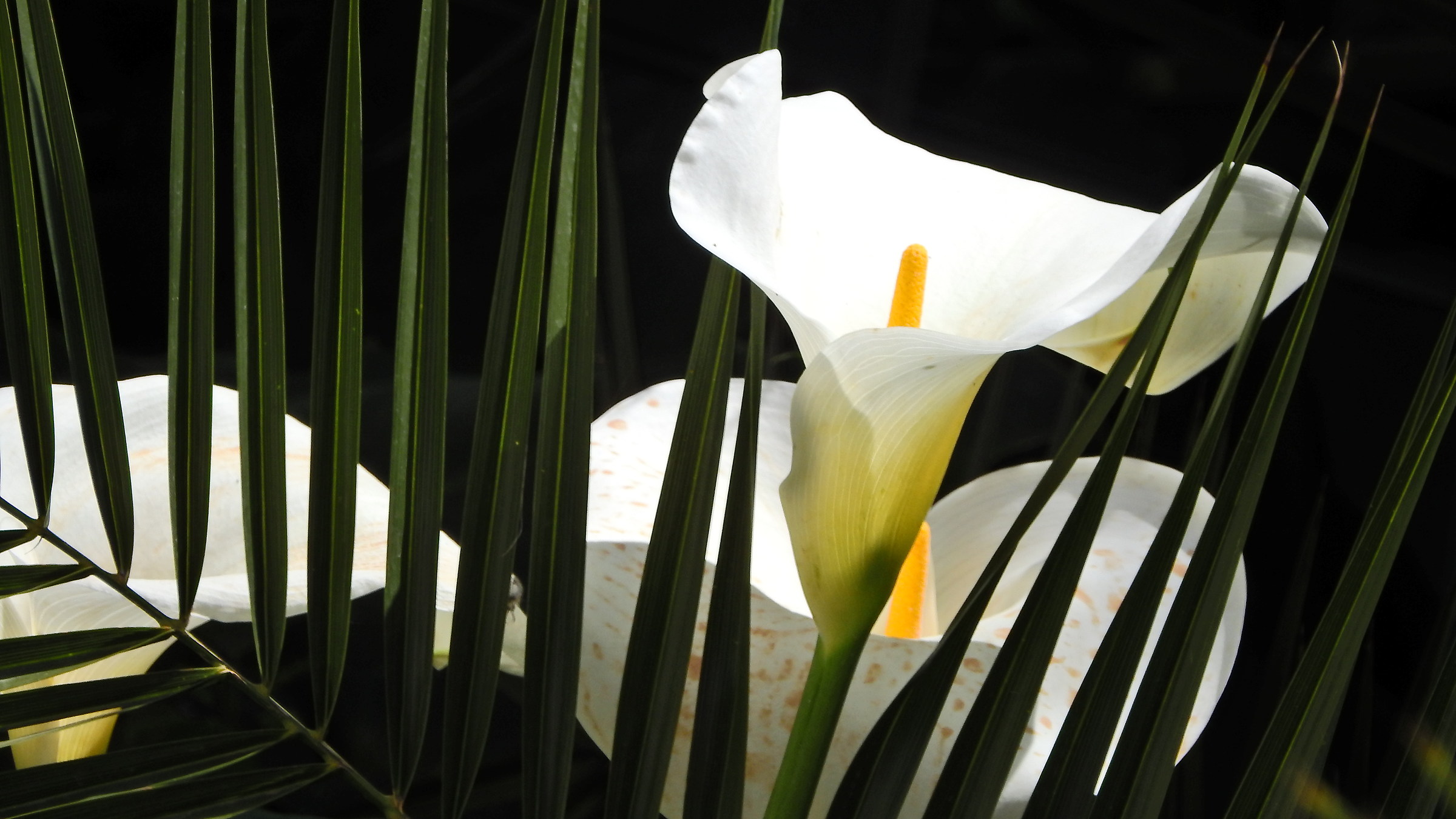 Calla in the sun