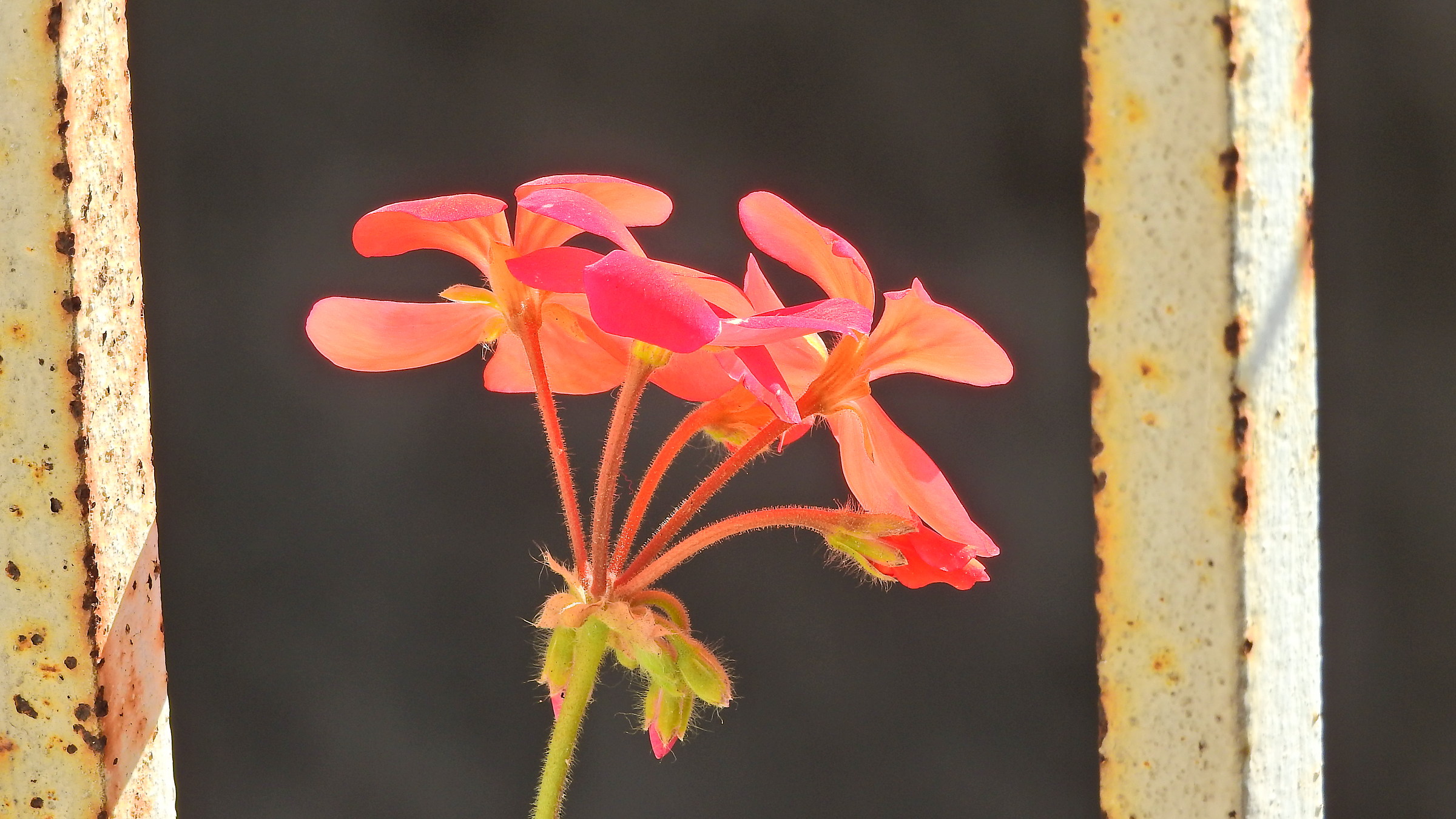 A flower between the bars, or nearly