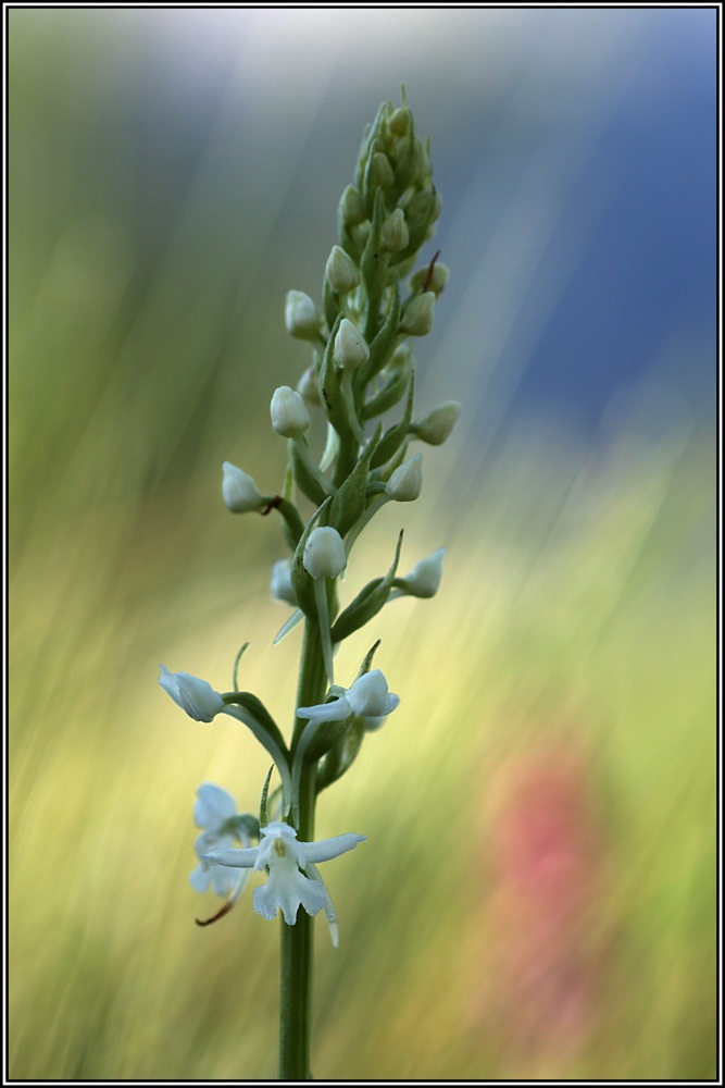 Gymnadenia conopsea white variant
