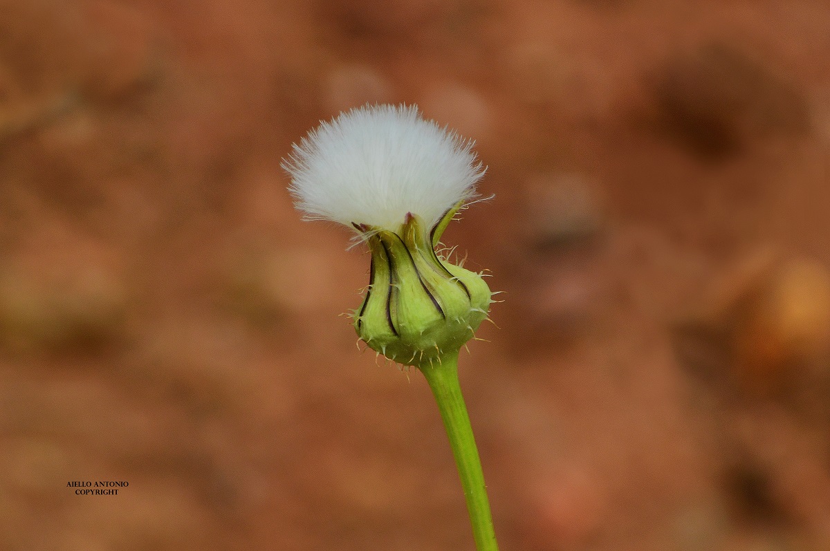 Taraxacum officinale