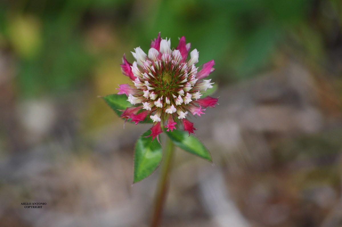 magnificentia naturae