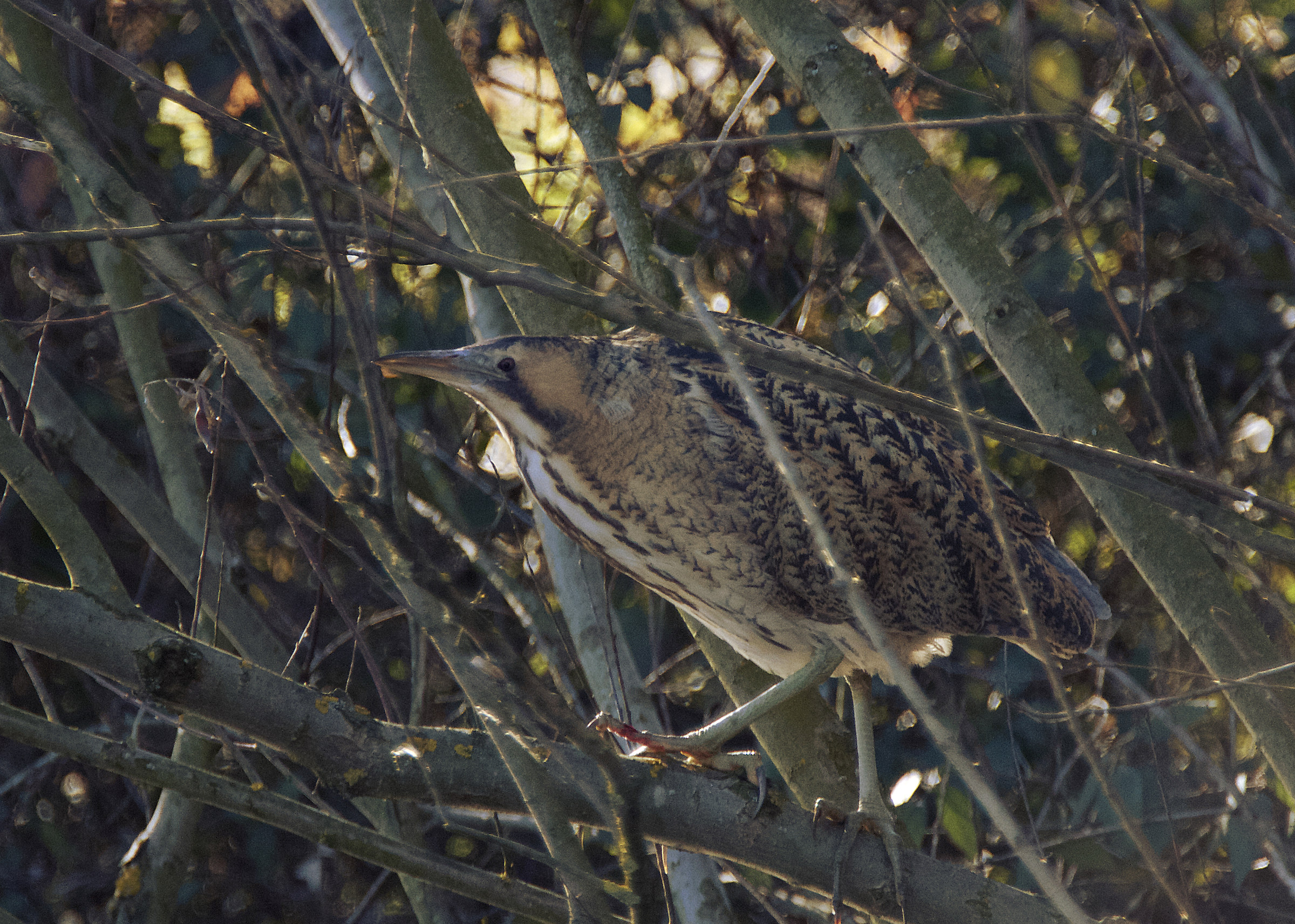 Tarabuso sull'albero