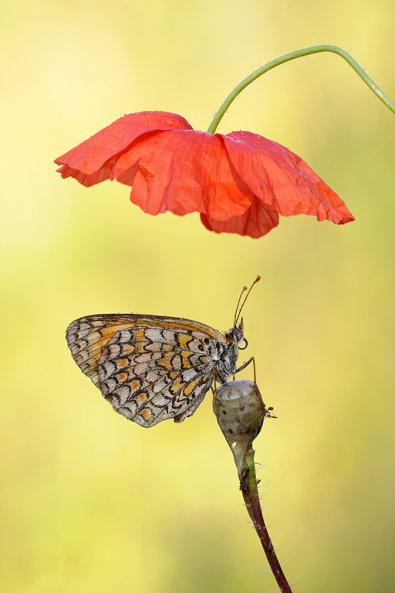 under the umbrella ....