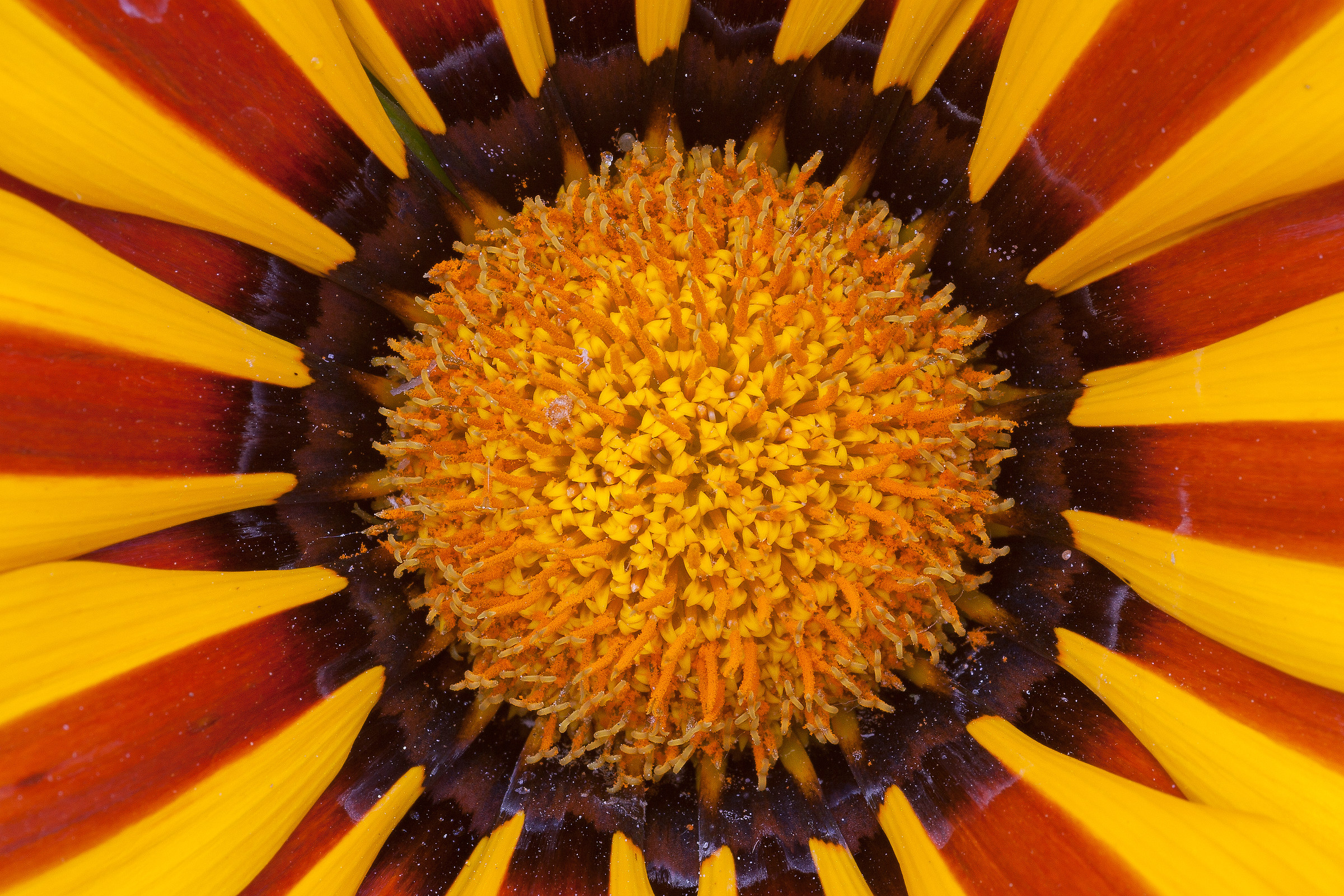 gazania