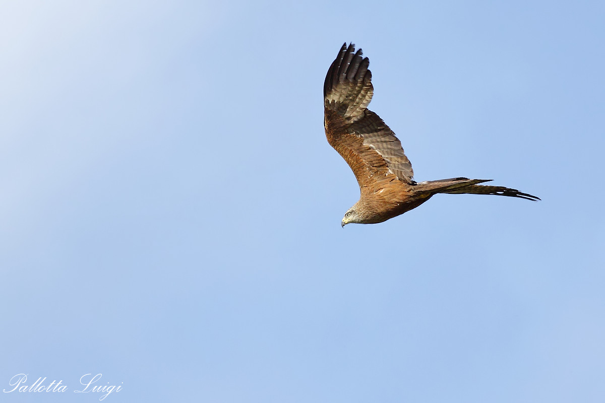 nibbio bruno (Milvus migrans)